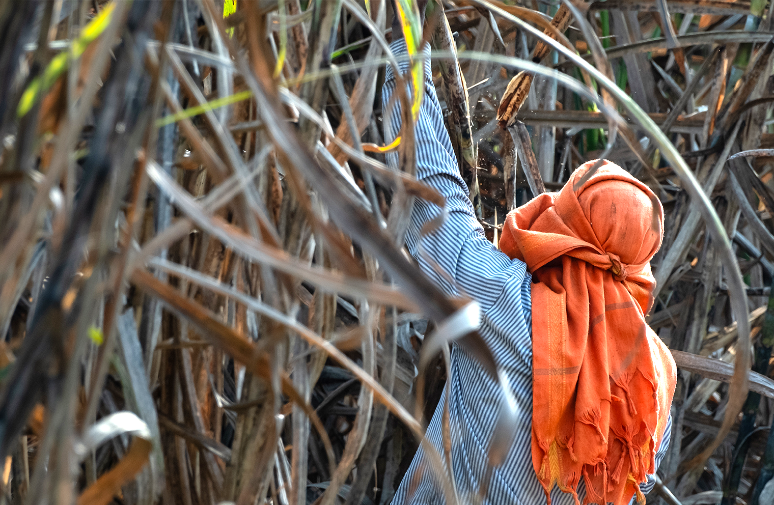 A worker in India's sugar industry harvests sugarcane